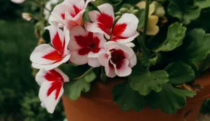 pelargonija cvijet