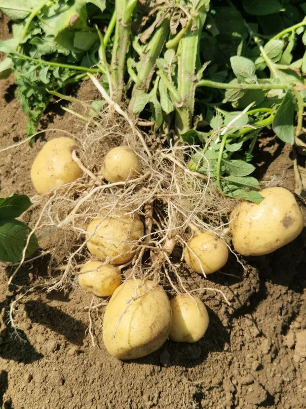 Podravka Agri, krumpir, Belje, Baranja