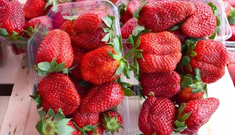 07.04.2017., Slavonski Brod - Zapocela prodaja jagoda na standovima. Photo: Ivica Galovic/PIXSELL------x3