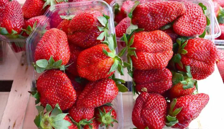 07.04.2017., Slavonski Brod - Zapocela prodaja jagoda na standovima. Photo: Ivica Galovic/PIXSELL------x3