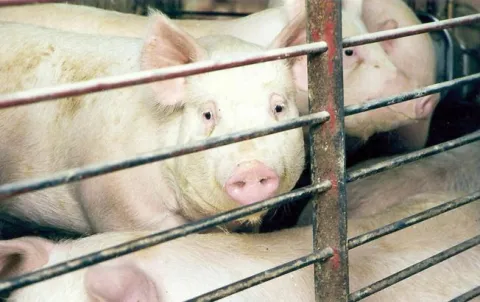 farma svinja farma svinje------3 st color ekonomija