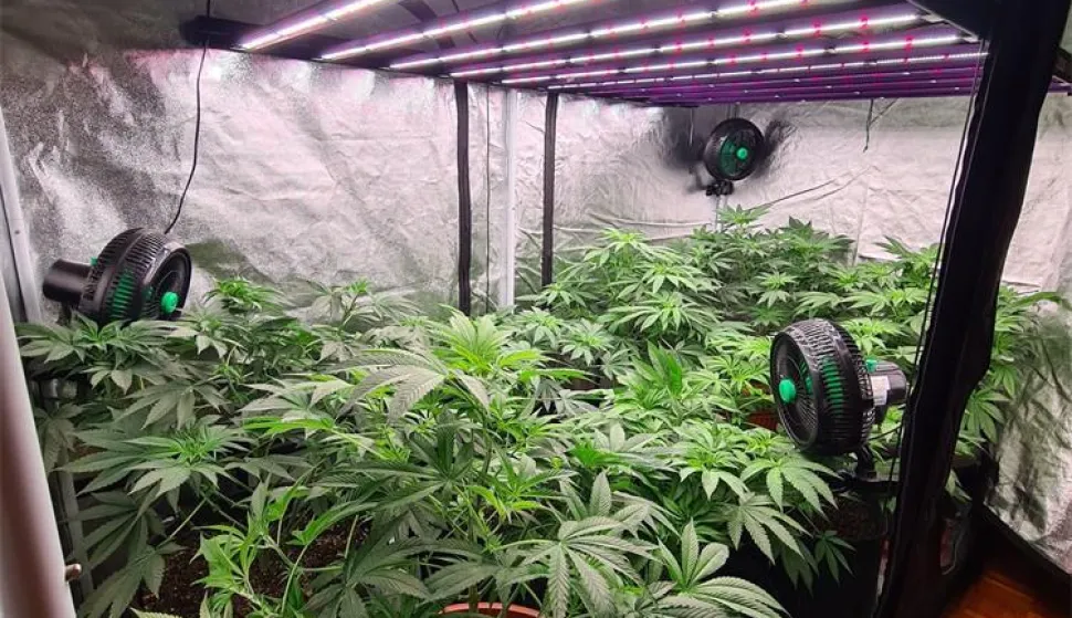 U razmaku od dva dana dvoje uhićenih zbog uzgajanja marihuane.