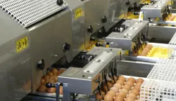 Milijardu jaja proizvedeno je dosad na Farmi koka nesilica Vuka, koja djeluje u sklopu Žito grupe. Jubilarno jaje važan je proizvodni trenutak za ovu farmu nadomak Osijeka.prosinac 2025.