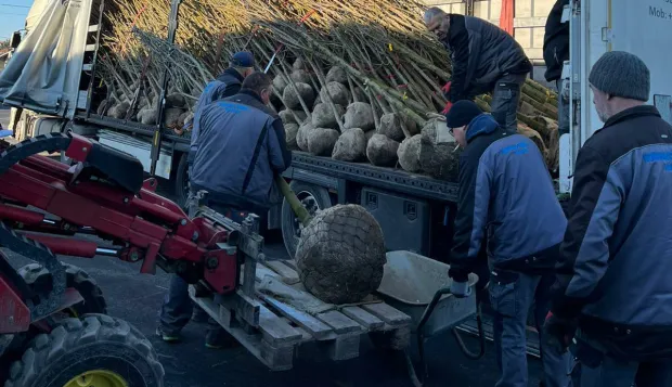 Općina Nijemci - stiglo 600 sadnica jasena veljača 2026.