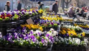 Osijek, 28. 2. 2026., Tržnica Osijek, stanje, ponuda, atmosfera, pričetržnica; ponuda; voće; povrće; cvijeće; kupci; kupovina; namirnice; nabavka; hrana; prodavači; maćuhice; proljetnice