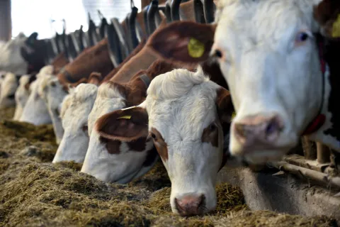 Vojvodinec, 25.02.2026 (nedeljni broj) - OPG Mikulinjak, na slici imanje, stala, krave...., tekst S.Pavic.foto Davor Kovacevicnedeljni