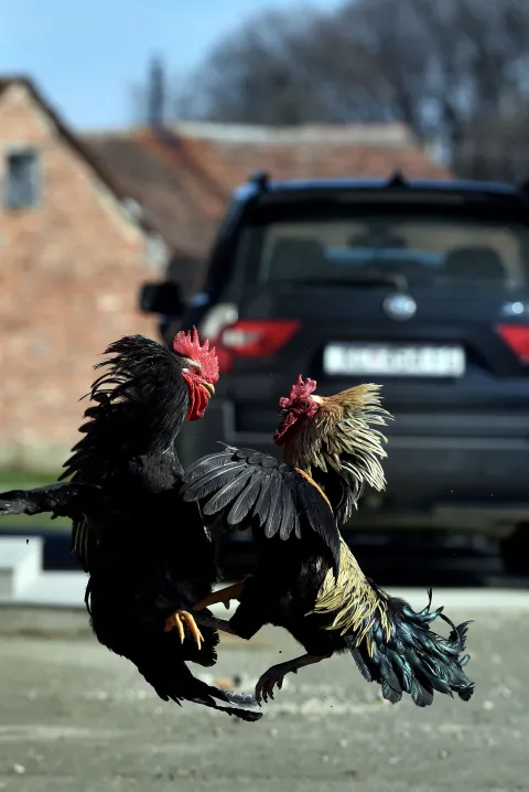 Vojvodinec, 25.02.2026 (nedeljni broj) - OPG Mikulinjak, na slici borba pijetlova "nama u cast", tekst S.Pavic.foto Davor Kovacevicnedeljni
