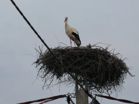 Banova Jaruga, 05.03.2026. - Prve rode vratile su se u Park prirode Lonjsko polje, čime je i ove godine simbolično najavljen dolazak proljeća. Ptice su već uočene u Jasenovcu te u Banovoj Jarugi, naselju u blizini parka. foto HINA/ Nikola BLAŽEKOVIĆ/ ml