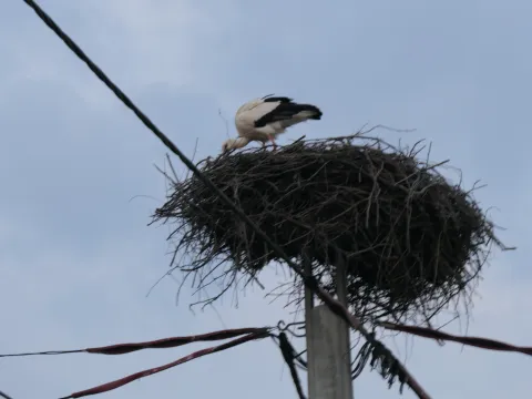 Banova Jaruga, 05.03.2026. - Prve rode vratile su se u Park prirode Lonjsko polje, čime je i ove godine simbolično najavljen dolazak proljeća. Ptice su već uočene u Jasenovcu te u Banovoj Jarugi, naselju u blizini parka. foto HINA/ Nikola BLAŽEKOVIĆ/ ml