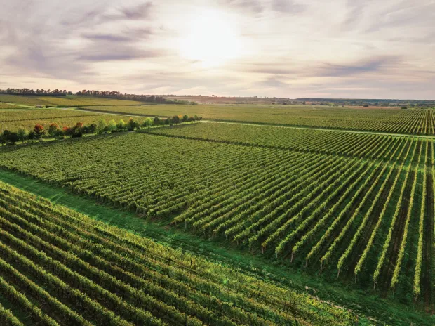 Iločki podrumi, vinograd