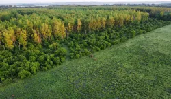 ilustracija, &scaron;uma, stablo, stabla, drveće, priroda, baranja iz zrakasnimljeno tijekom 2022. godineMario Mihaljević