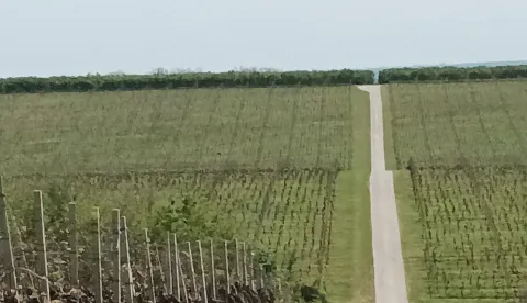 Zlatne žutice vinove loze nema, ali oprez nikada nije naodmet