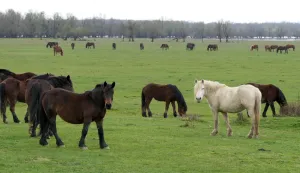 Sisak, 14.3.2026.- S dolaskom prvih proljetnih dana konji i krave ponovno su pu?teni na prostrane prirodne pa?njake u Parku prirode Lonjsko polje, ?ime je zapo?ela jo? jedna sezona tradicijske ispa?e na tom jedinstvenom prirodnom podru?ju. foto HINA/ Nikola Bla?ekovi?/ ua