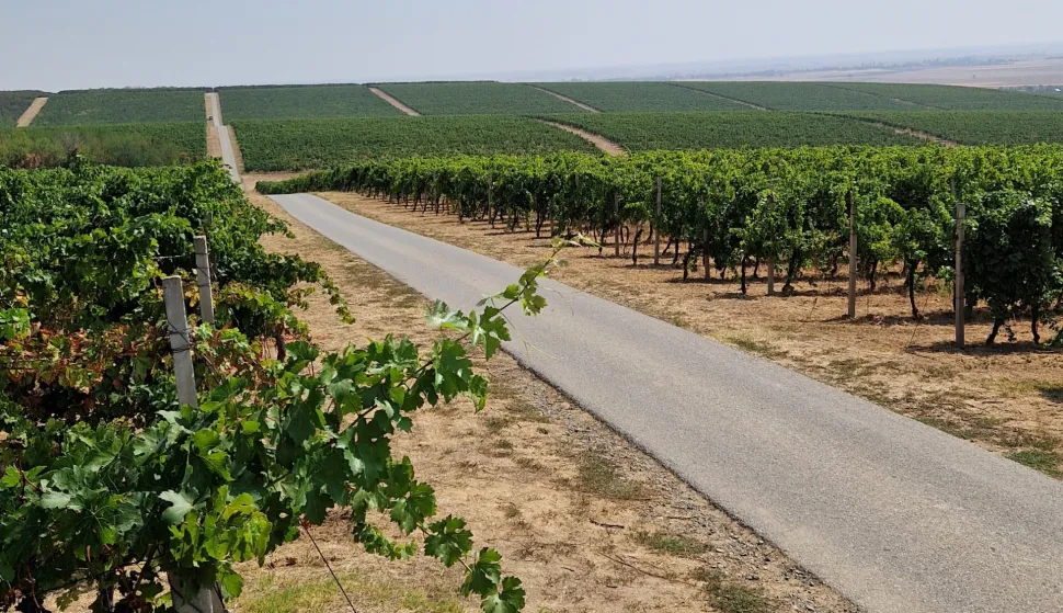 Vinske ceste - baranjsko vinogorje