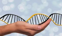 DNK molekula struktura DNA manipulacija gena GMO