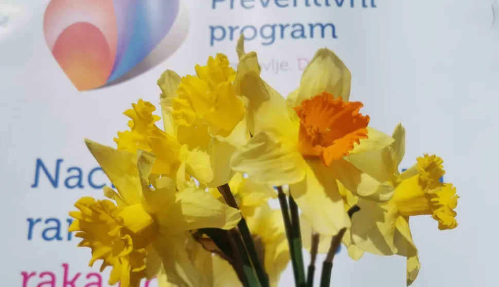 Osijek, 23. 03. 2024, Trg Ante Starcevica, Dan narcisa.snimio GOJKO MITIĆ