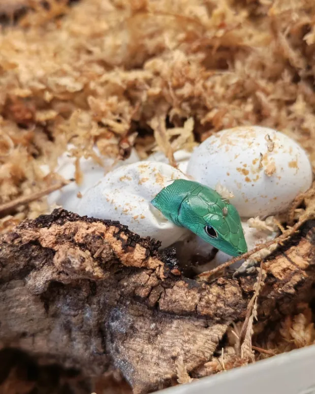 ZAGREB, 20. ožujka 2026. (Hina) - U Zagrebu se prije nekoliko dana izleglo pet zelenotrbih gu&scaron;tera, &scaron;to je nastavak vi&scaron;egodi&scaron;njeg uspje&scaron;nog uzgoja te gotovo ugrožene vrste, priopćili su u petak iz Zoolo&scaron;kog vrta.