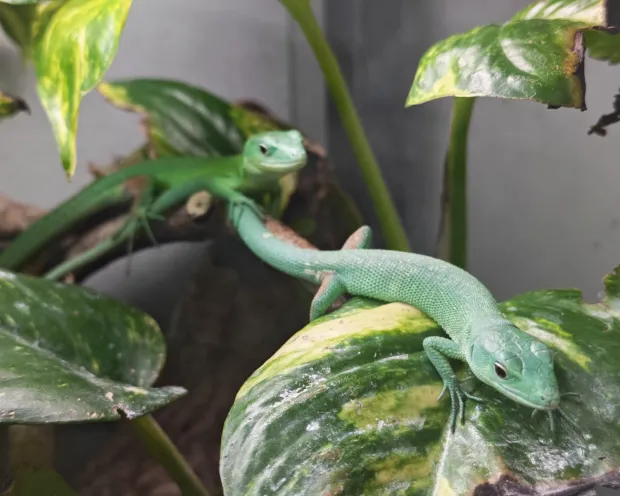 ZAGREB, 20. ožujka 2026. (Hina) - U Zagrebu se prije nekoliko dana izleglo pet zelenotrbih gu&scaron;tera, &scaron;to je nastavak vi&scaron;egodi&scaron;njeg uspje&scaron;nog uzgoja te gotovo ugrožene vrste, priopćili su u petak iz Zoolo&scaron;kog vrta.