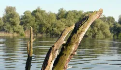 Kopački rit: 08.06.2010 Jezero Sakada, visok vodostaj odgovara kopačkom rituSnimio: Josip eri