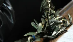 slavonija...vinkovci...24.03.2013.cvjetnica; misa u crkvi sv. euzebija i poliona; misu vodio mnsr. tadija pranjic foto gordan panic