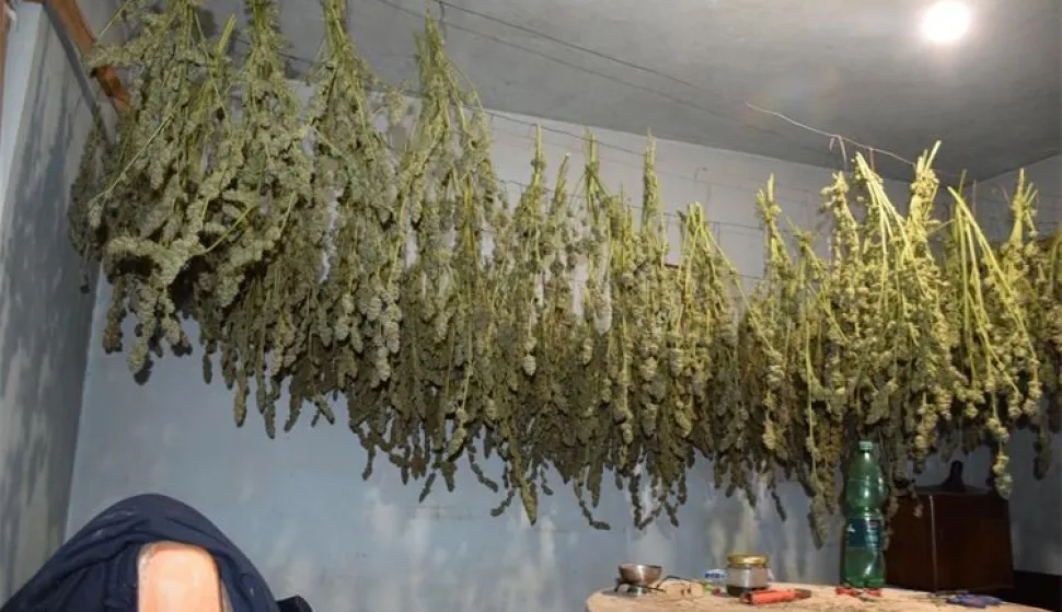 BJELOVAR, 26. listopada 2025. (Hina) - Policija je u petak uhitila 60-godi&scaron;njaka iz okolice Čazme, nakon &scaron;to su policajci tijekom redovnog obilaska dobili informaciju da se na parceli uz obiteljsku kuću uzgaja marihuana, &scaron;to su obilaskom neograđene parcele i potvrdili.