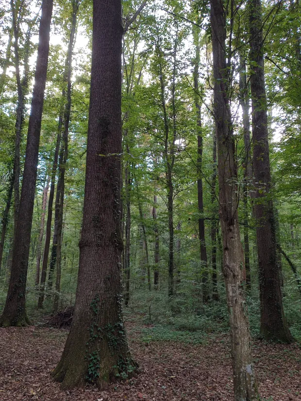 Ove će godine &scaron;ume u Cveferiji ostati praznesnimila Marija Le&scaron;ić omerović