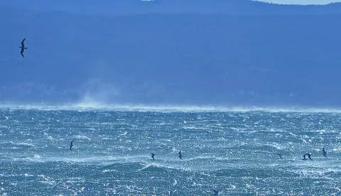 Split, 3.01.2019. - Jaka bura stvara probleme u pomorskom prometu.                        foto HINA/ Mario STRMOTIĆ/ ms