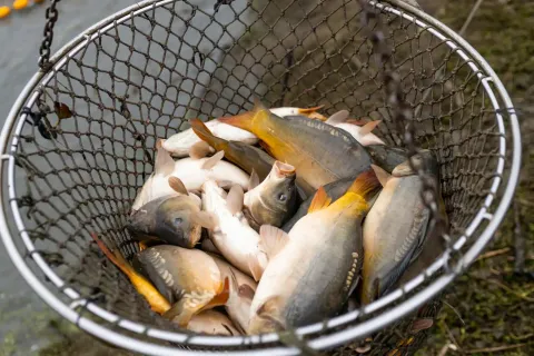 izlov ribeSNIIMIO: PP ORAHOVICA PROMO