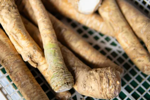 Osijek, 2. 4. 2026., TržnicaTržnica; ponuda; kupovina; voće; povrće; kupci; potro&scaron;ači; namirnice; nabavka; cijene; biljke; hren