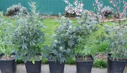 Policijski službenici Službe kriminalističke policije Policijske uprave virovitičko-podravske dovr&scaron;ili su kriminalističko istraživanje nad 24-godi&scaron;njim mu&scaron;karcem zbog sumnje u počinjenje kaznenih djela "Neovla&scaron;tena proizvodnja i promet drogama" i "Nedozvoljeno posjedovanje, izrada i nabavljanje oružja i eksplozivnih tvari".