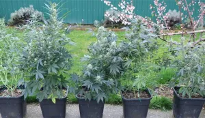 Policijski službenici Službe kriminalističke policije Policijske uprave virovitičko-podravske dovr&scaron;ili su kriminalističko istraživanje nad 24-godi&scaron;njim mu&scaron;karcem zbog sumnje u počinjenje kaznenih djela "Neovla&scaron;tena proizvodnja i promet drogama" i "Nedozvoljeno posjedovanje, izrada i nabavljanje oružja i eksplozivnih tvari".