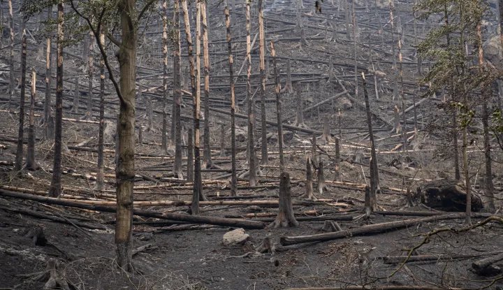 epa10094341 View of the effects of a forest fire near the village of Hrensko, Czeck Republic, 27 July 2022. The fire has been raging for 3 days, affecting the border area between the Czech Republic and Germany. EPA/RAY BASELEY
