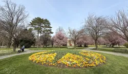 Osijek, 25. 03. 2026., park; parkovi; cvijeće; cvjetanje; proljeće; uređenje; hortikultura; slobodnjak; slobodnjaciSNIMIO BRUNO JOBST