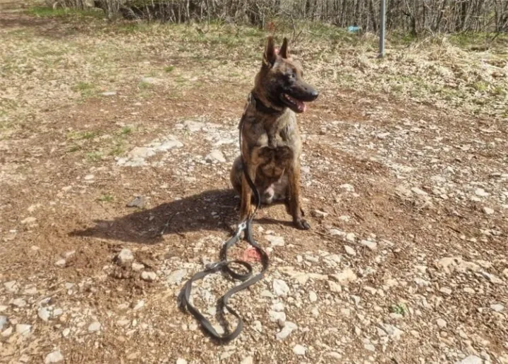 Policijski psi - nos im je istreniran do maksimuma