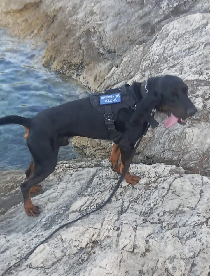 Policijski psi - nos im je istreniran do maksimuma