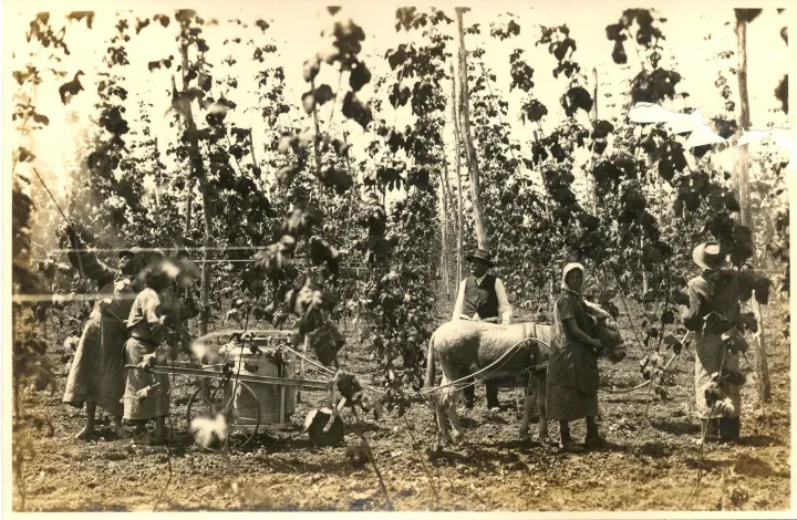 Vrata otvorila pivovara i pivnica Pivara: U Karancu se nakon stotinu godina opet proizvodi pivo