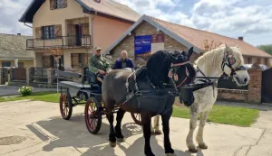 Konji Karanac - Moro i Zekan