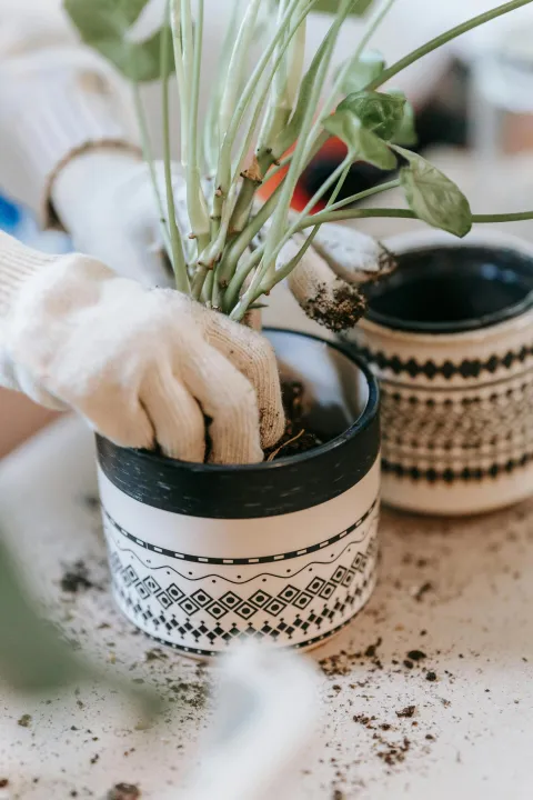 presađivanje, sadnja