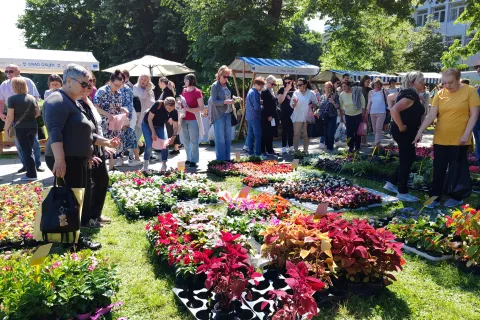 Osijek, 11. 05. 2024, Fetsial cvijeca, otvorenje kod Skoljke.snimio GOJKO MITIĆ