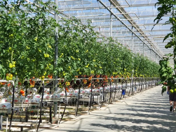 U tijeku je proljetna sjetva na oranicama Podravke Agri, koja se odvija u optimalnim uvjetima zahvaljujući dovoljnim količinama vlage i povoljnim vremenskim prilikama, izvijestili su u petak iz te poljoprivredne kompanije, a među ostalim su naveli i da planiraju veću proizvodnju krumpira nego lani zbog potreba domaćeg trži&scaron;ta. 