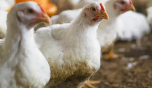 The white chicken in a farmPlanovi za izgradnju 24 megafarme i pratećih klaoničkih kapaciteta u nekoliko hrvatskih županija potaknuli su snažan otpor građana, udruga i dijela stručne javnosti, koji upozoravaju na moguće dugoročne posljedice po okoli&scaron;, zdravlje ljudi i opstanak domaće poljoprivrede, dok nadležne institucije i dalje ne daju jasne odgovore o ukupnim učincima ovako velikih zahvatafreepik