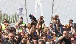 Osijek, 19. 04. 2026., Pje&scaron;ački most, prva &scaron;etnja niskopodnih pasa, niskopodni psi, jazavčar SNIMIO BRUNO JOBST