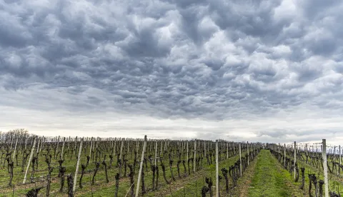 02.04.2025., Beli Manastir - Oblacno poslijepodne u Baranji. Photo: Borna Jaksic/PIXSELL