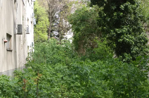 Dragan Ivković upozorava: Ovo je &ldquo;zelena oaza&rdquo; za &scaron;takore u sredi&scaron;tu Osijeka