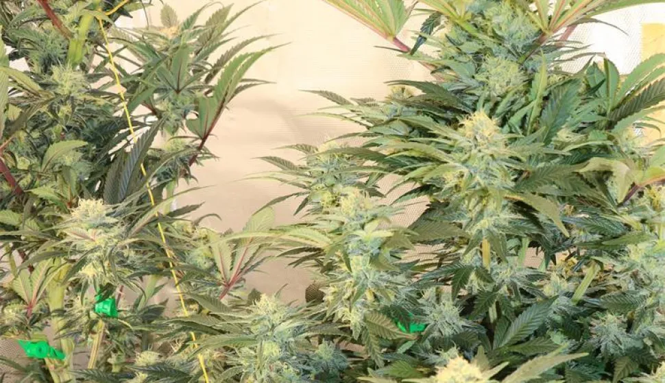 Policijski službenici Službe kriminalističke policije Policijske uprave virovitičko-podravske dovr&scaron;ili su kriminalističko istraživanje nad 46-godi&scaron;njim mu&scaron;karcem zbog sumnje u počinjenje kaznenog djela "Neovla&scaron;tena proizvodnja i promet drogama".