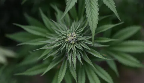(FILES) Marijuana plants are found growing at an illegal cannabis farm during a raid by San Bernardino County Sheriff's deputies in Newberry Springs, in the western Mojave Desert of Southern California on March 29, 2024. The US government on April 23 made it easier for Americans to use cannabis for medical reasons, according to acting attorney general Todd Blanche. (Photo by Robyn Beck/AFP)