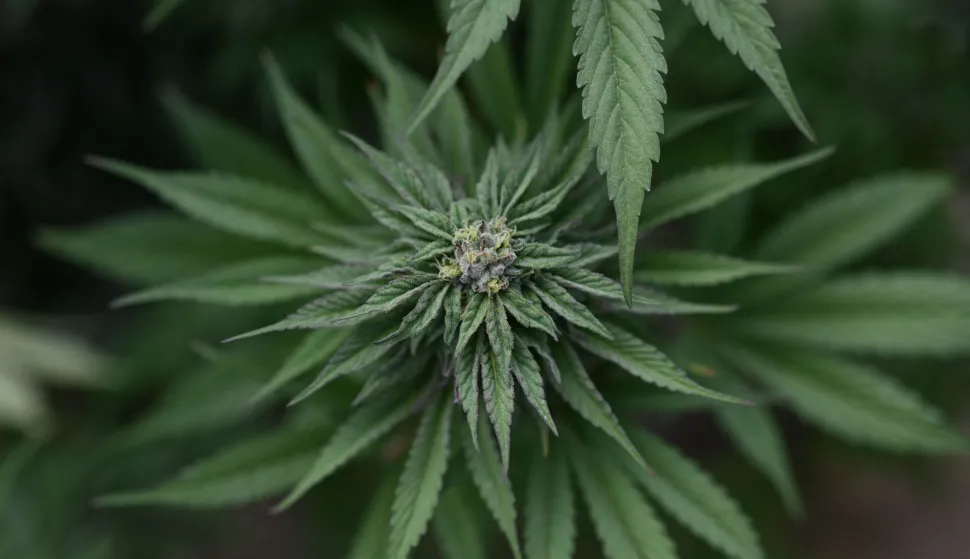 (FILES) Marijuana plants are found growing at an illegal cannabis farm during a raid by San Bernardino County Sheriff's deputies in Newberry Springs, in the western Mojave Desert of Southern California on March 29, 2024. The US government on April 23 made it easier for Americans to use cannabis for medical reasons, according to acting attorney general Todd Blanche. (Photo by Robyn Beck/AFP)