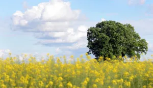 02.05.2015Uljana repica, slavonska poljaSnimio: Josip eri
