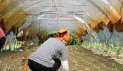 27.09.2024., Novo Selo Palanjecko - OPG Veselic, proizvodnja ekoloskog voca i povrca. Ivan Veselic. Photo: Edina Zuko/PIXSELL