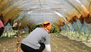 27.09.2024., Novo Selo Palanjecko - OPG Veselic, proizvodnja ekoloskog voca i povrca. Ivan Veselic. Photo: Edina Zuko/PIXSELL